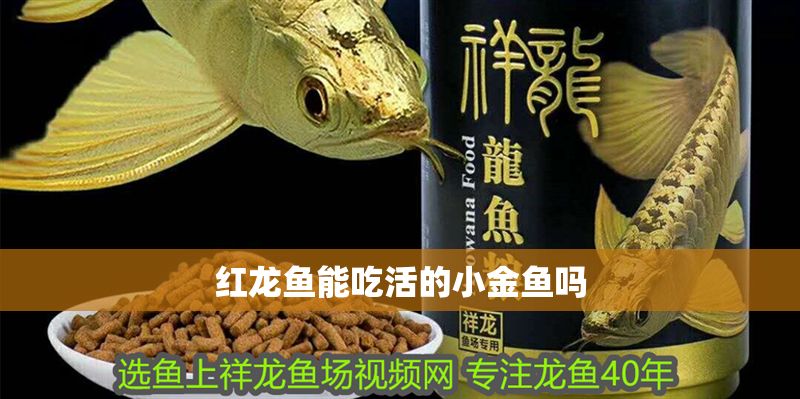 紅龍魚能吃活的小金魚嗎