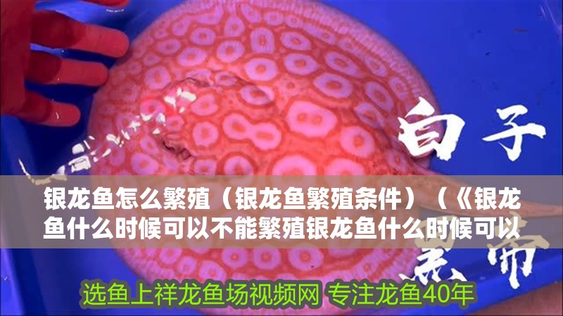 銀龍魚怎么繁殖（銀龍魚繁殖條件）（《銀龍魚什么時候可以不能繁殖銀龍魚什么時候可以繁殖）