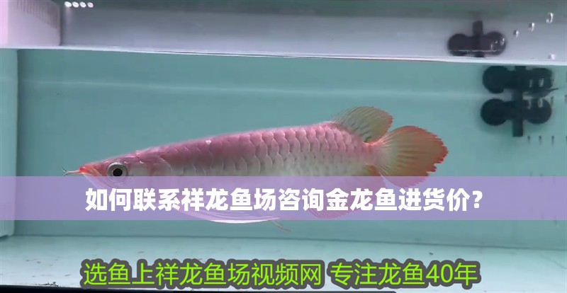如何聯系祥龍魚場咨詢金龍魚進貨價？ 如何聯系祥龍魚場咨詢金龍魚進貨價？ 龍魚百科