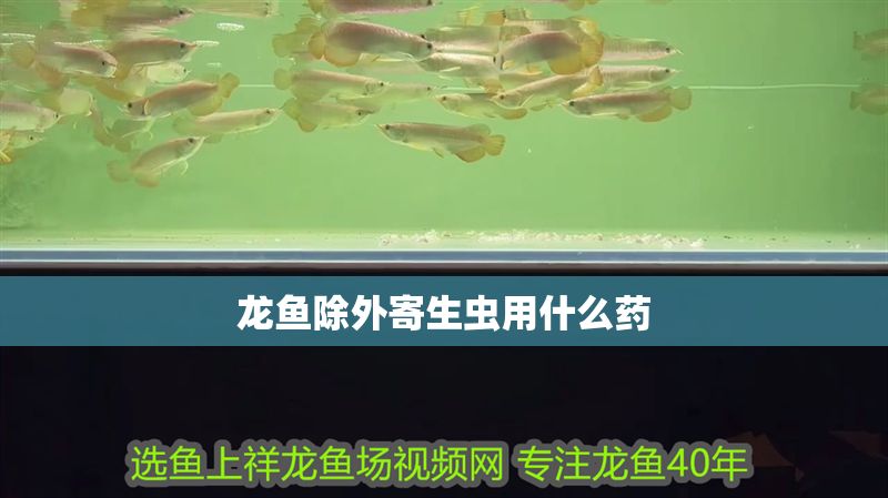 龍魚除外寄生蟲用什么藥