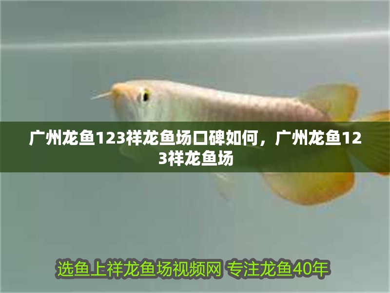 廣州龍魚123祥龍魚場口碑如何，廣州龍魚123祥龍魚場