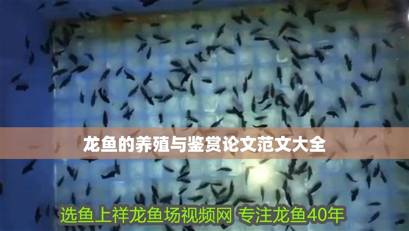龍魚的養(yǎng)殖與鑒賞論文范文大全