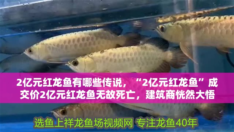 2億元紅龍魚有哪些傳說，“2億元紅龍魚”成交價(jià)2億元紅龍魚無故死亡，建筑商恍然大悟