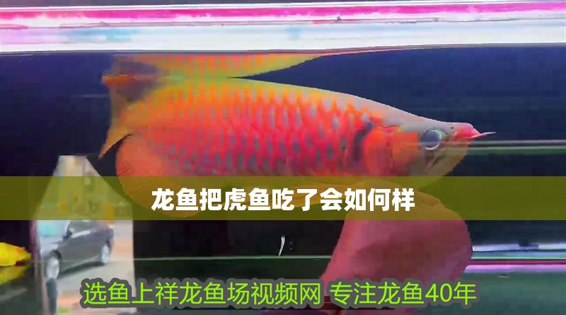 龍魚把虎魚吃了會如何樣
