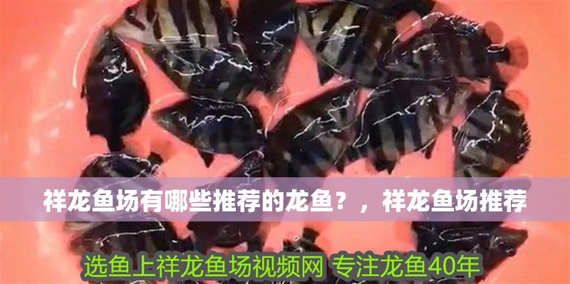 祥龍魚場有哪些推薦的龍魚？，祥龍魚場推薦 祥龍魚場有哪些推薦的龍魚？，祥龍魚場推薦 龍魚百科
