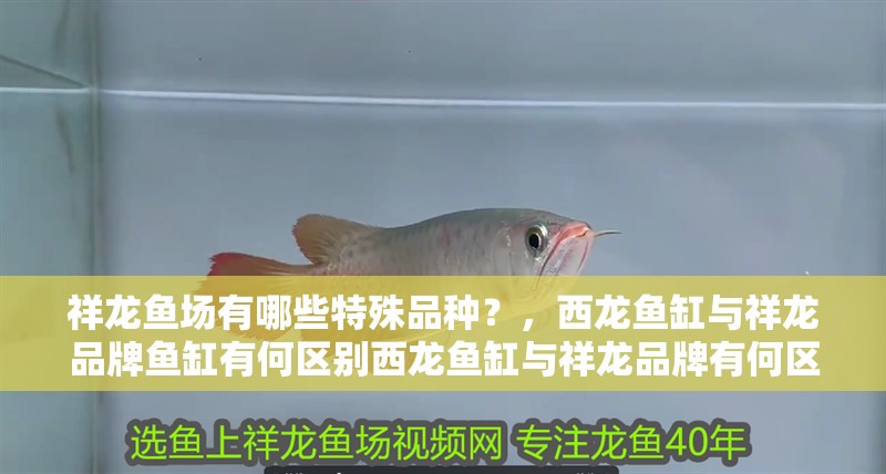 祥龍魚場有哪些特殊品種？，西龍魚缸與祥龍品牌魚缸有何區別西龍魚缸與祥龍品牌有何區別