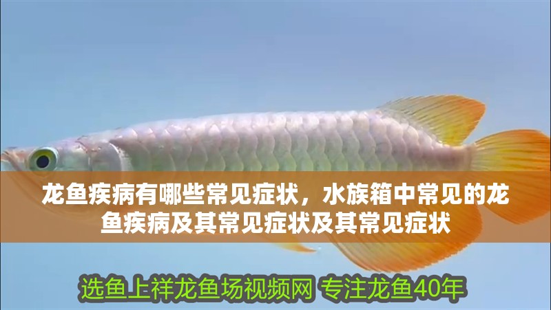龍魚疾病有哪些常見癥狀，水族箱中常見的龍魚疾病及其常見癥狀及其常見癥狀