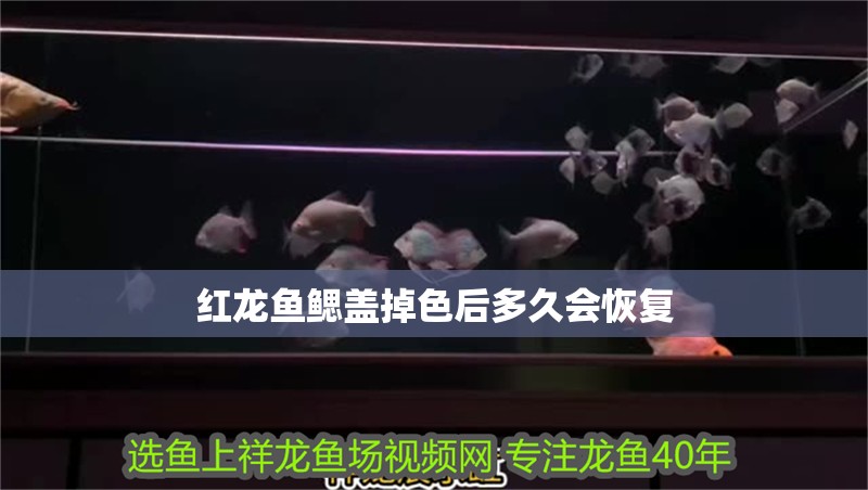 紅龍魚鰓蓋掉色后多久會恢復