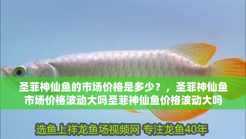 圣菲神仙魚的市場價格是多少？，圣菲神仙魚市場價格波動大嗎圣菲神仙魚價格波動大嗎