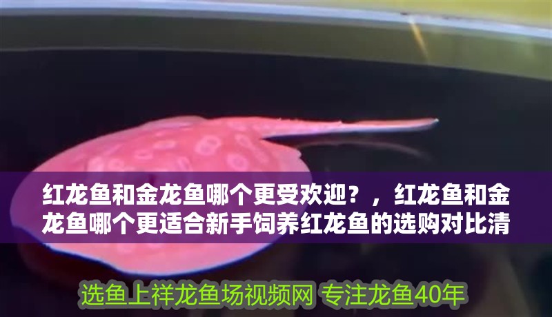 紅龍魚和金龍魚哪個更受歡迎？，紅龍魚和金龍魚哪個更適合新手飼養紅龍魚的選購對比清單