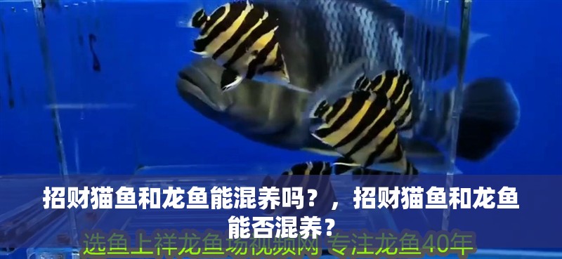 招財貓魚和龍魚能混養嗎？，招財貓魚和龍魚能否混養？