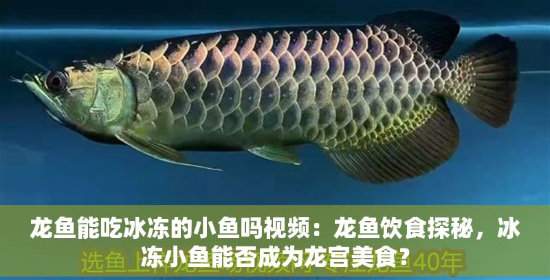 龍魚能吃冰凍的小魚嗎視頻：龍魚飲食探秘，冰凍小魚能否成為龍宮美食？