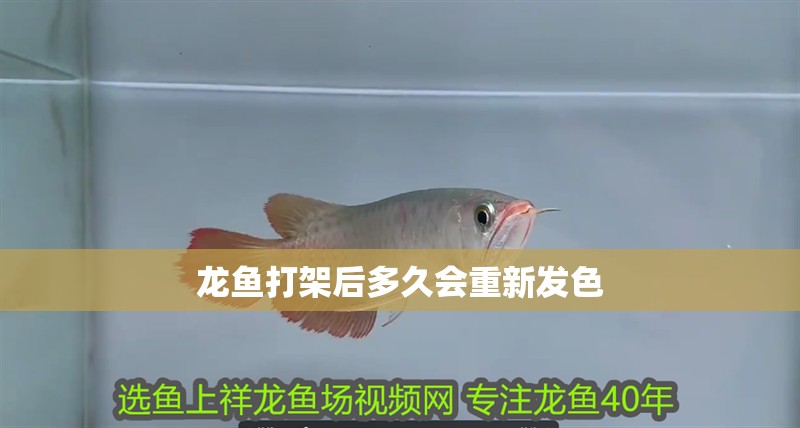 龍魚(yú)打架后多久會(huì)重新發(fā)色