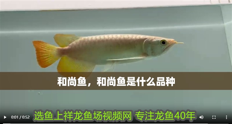 和尚魚，和尚魚是什么品種