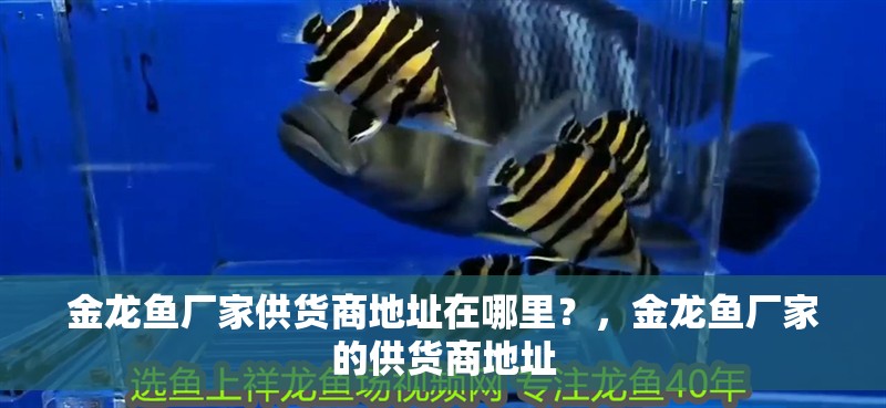 金龍魚廠家供貨商地址在哪里？，金龍魚廠家的供貨商地址