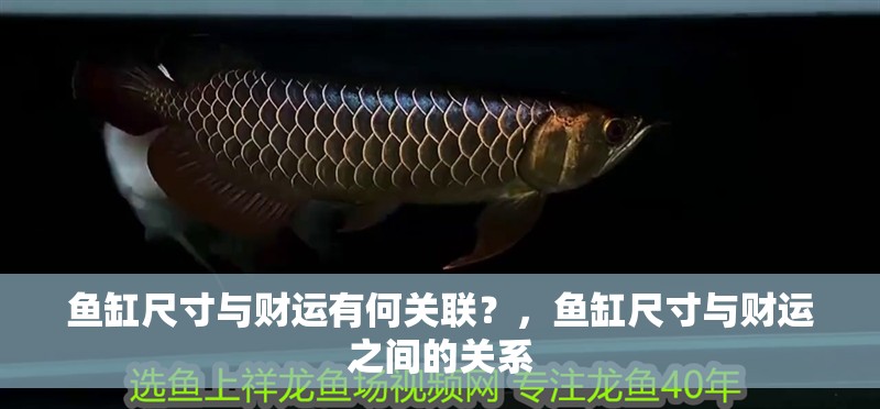 魚缸尺寸與財運有何關聯？，魚缸尺寸與財運之間的關系