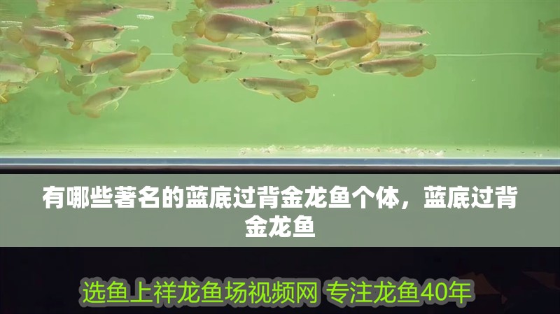 有哪些著名的藍底過背金龍魚個體，藍底過背金龍魚