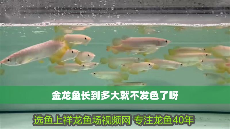 金龍魚長到多大就不發色了呀