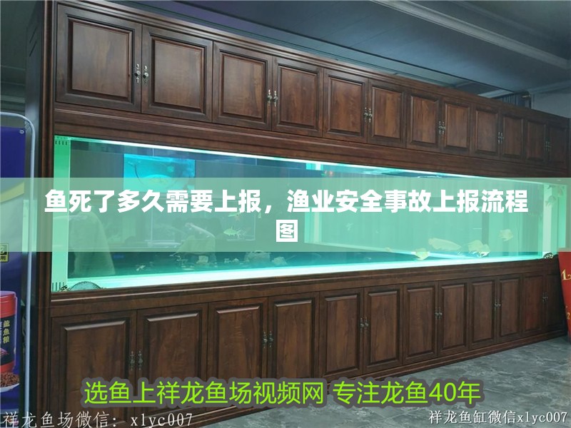 魚死了多久需要上報，漁業安全事故上報流程圖