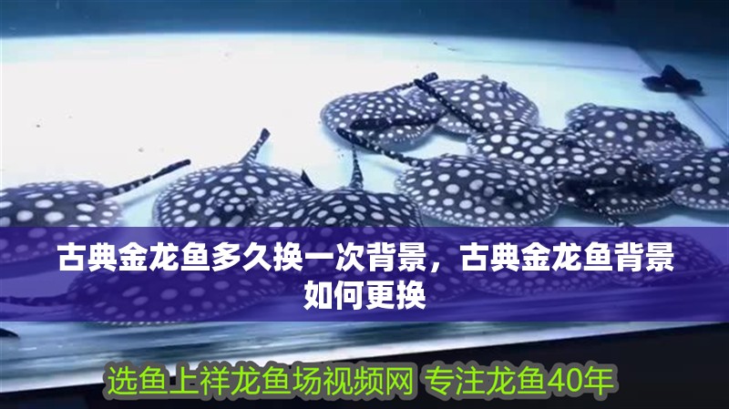 古典金龍魚多久換一次背景，古典金龍魚背景如何更換