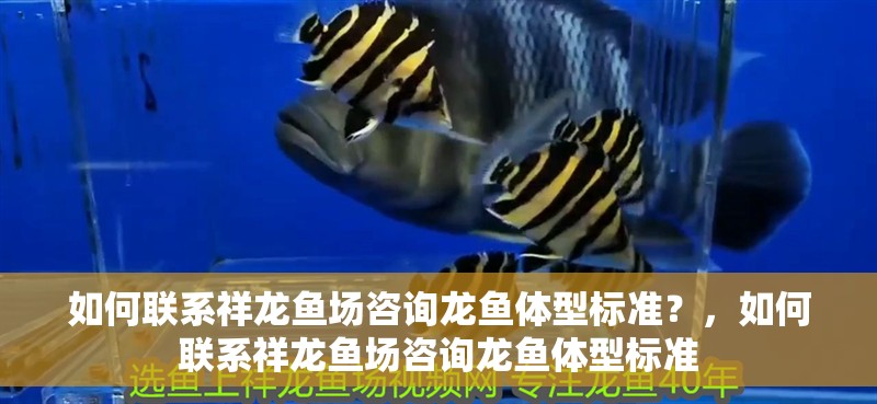 如何聯系祥龍魚場咨詢龍魚體型標準？，如何聯系祥龍魚場咨詢龍魚體型標準