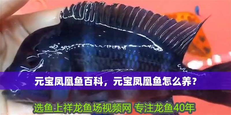 元寶鳳凰魚百科，元寶鳳凰魚怎么養？