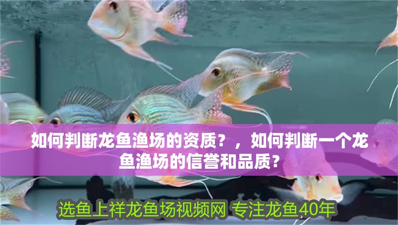 如何判斷龍魚漁場的資質？，如何判斷一個龍魚漁場的信譽和品質？