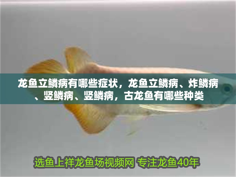 龍魚立鱗病有哪些癥狀，龍魚立鱗病、炸鱗病、豎鱗病、豎鱗病，古龍魚有哪些種類