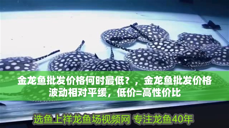 金龍魚批發價格何時最低？，金龍魚批發價格波動相對平緩，低價=高性價比