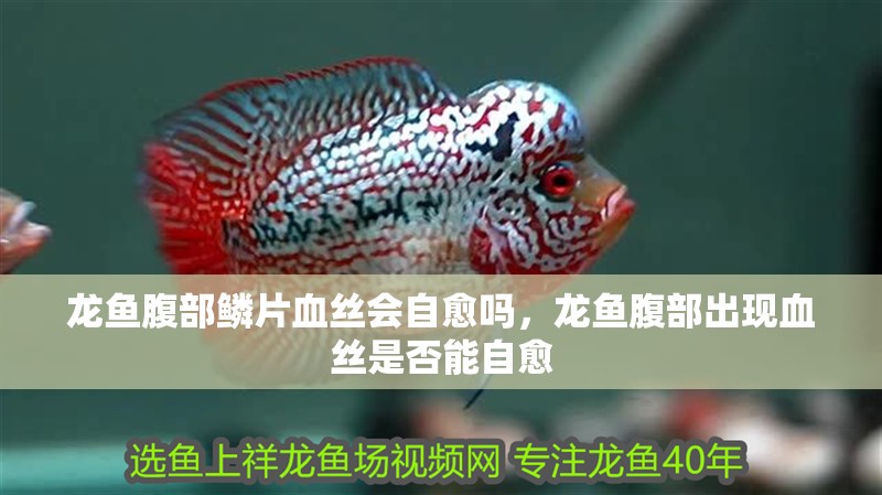 龍魚腹部鱗片血絲會自愈嗎，龍魚腹部出現血絲是否能自愈