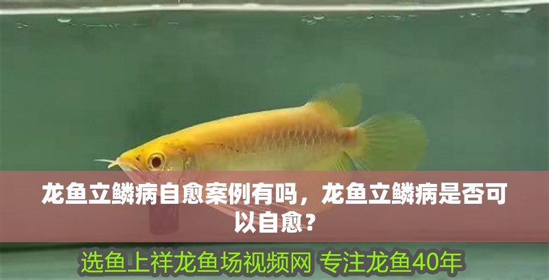 龍魚立鱗病自愈案例有嗎，龍魚立鱗病是否可以自愈？