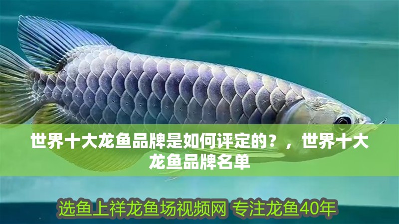 世界十大龍魚(yú)品牌是如何評(píng)定的？，世界十大龍魚(yú)品牌名單