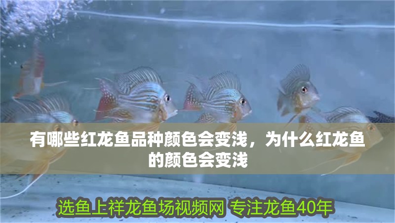 有哪些紅龍魚品種顏色會變淺，為什么紅龍魚的顏色會變淺 有哪些紅龍魚品種顏色會變淺，為什么紅龍魚的顏色會變淺 龍魚百科