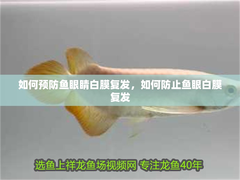 如何預(yù)防魚眼睛白膜復(fù)發(fā)，如何防止魚眼白膜復(fù)發(fā)