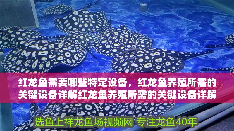紅龍魚需要哪些特定設(shè)備，紅龍魚養(yǎng)殖所需的關(guān)鍵設(shè)備詳解紅龍魚養(yǎng)殖所需的關(guān)鍵設(shè)備詳解 紅龍魚需要哪些特定設(shè)備，紅龍魚養(yǎng)殖所需的關(guān)鍵設(shè)備詳解紅龍魚養(yǎng)殖所需的關(guān)鍵設(shè)備詳解 龍魚百科