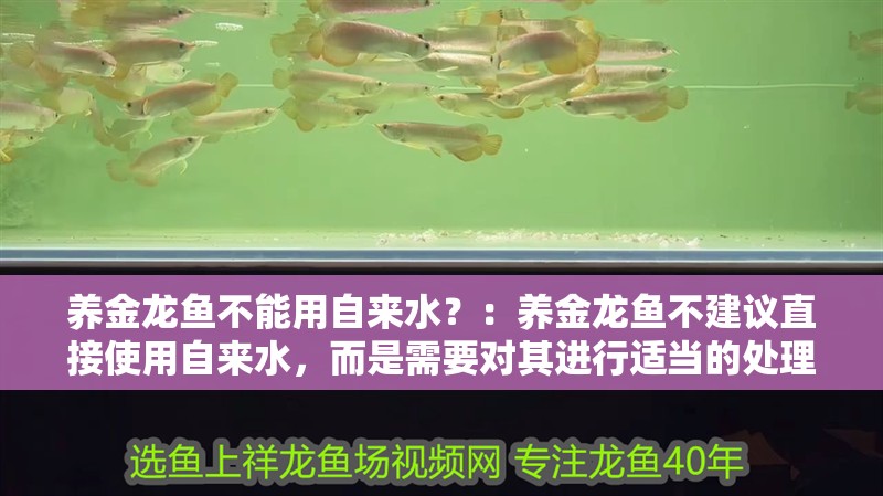 養金龍魚不能用自來水？：養金龍魚不建議直接使用自來水，而是需要對其進行適當的處理 養金龍魚不能用自來水？：養金龍魚不建議直接使用自來水，而是需要對其進行適當的處理 龍魚百科