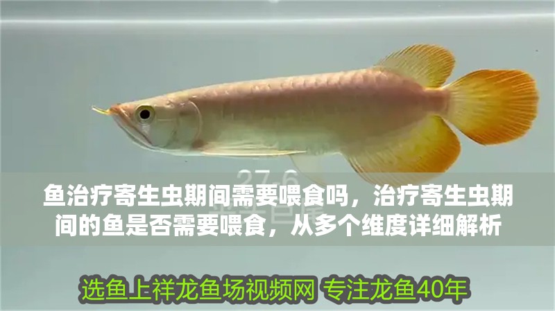 魚缸過濾器選購指南:自制魚缸過濾器魚缸上置過濾器對于養魚愛好者的必備知識 魚治療寄生蟲期間需要喂食嗎,治療寄生蟲期間的魚是否需要喂食,從多個維度詳細解析 龍魚百科 魚治療寄生蟲期間需要喂食嗎,治療寄生蟲期間的魚是否需要喂食,從多個維度詳細解析 魚治療寄生蟲期間需要喂食嗎,治療寄生蟲期間的魚是否需要喂食,從多個維度詳細解析 龍魚百科
