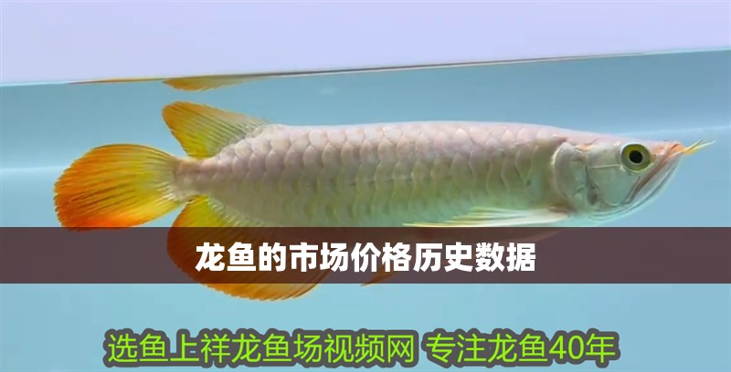 鸚鵡魚和銀龍魚混養怎樣喂食 龍魚的市場價格歷史數據 龍魚百科 龍魚的市場價格歷史數據 龍魚的市場價格歷史數據 龍魚百科
