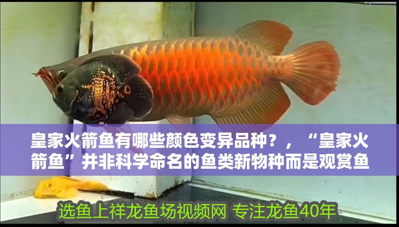 魚缸過濾器選購指南:自制魚缸過濾器魚缸上置過濾器對于養(yǎng)魚愛好者的必備知識 皇家火箭魚有哪些顏色變異品種?,“皇家火箭魚”并非科學(xué)命名的魚類新物種而是觀賞魚市場對 龍魚百科 皇家火箭魚有哪些顏色變異品種?,“皇家火箭魚”并非科學(xué)命名的魚類新物種而是觀賞魚市場對 皇家火箭魚有哪些顏色變異品種?,“皇家火箭魚”并非科學(xué)命名的魚類新物種而是觀賞魚市場對 龍魚百科