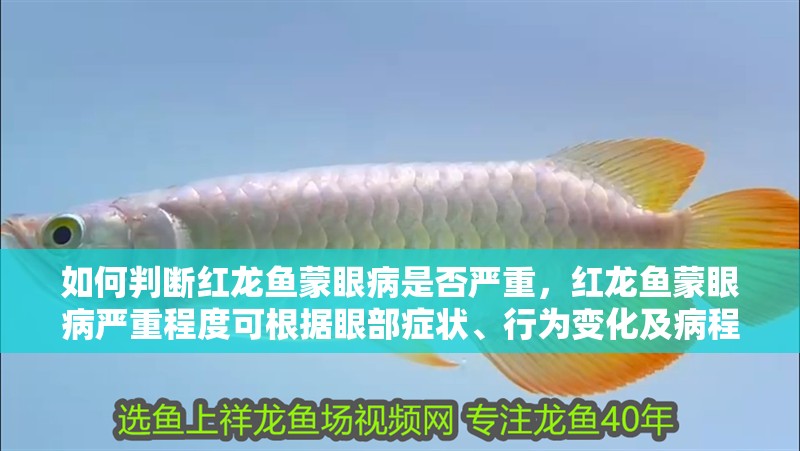 如何判斷紅龍魚蒙眼病是否嚴重，紅龍魚蒙眼病嚴重程度可根據眼部癥狀、行為變化及病程發展階段進行綜合判斷 如何判斷紅龍魚蒙眼病是否嚴重，紅龍魚蒙眼病嚴重程度可根據眼部癥狀、行為變化及病程發展階段進行綜合判斷 龍魚百科