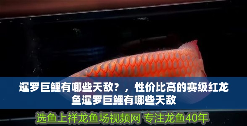 我的虎魚真菌感染了要怎么處理 暹羅巨鯉有哪些天敵?,性價(jià)比高的賽級(jí)紅龍魚暹羅巨鯉有哪些天敵 龍魚百科 暹羅巨鯉有哪些天敵?,性價(jià)比高的賽級(jí)紅龍魚暹羅巨鯉有哪些天敵 暹羅巨鯉有哪些天敵?,性價(jià)比高的賽級(jí)紅龍魚暹羅巨鯉有哪些天敵 龍魚百科