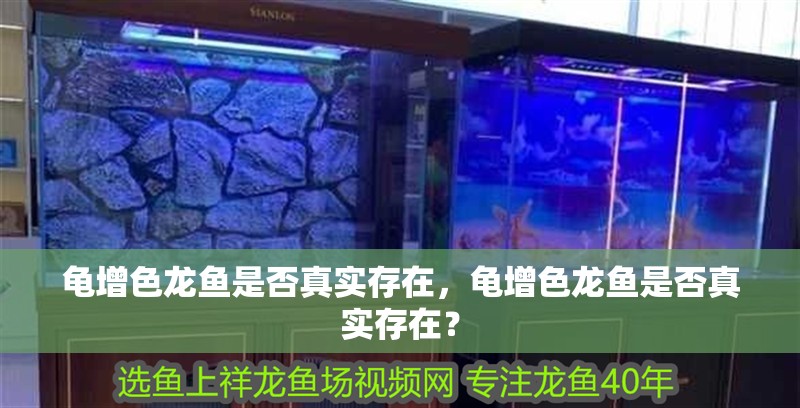 龜增色龍魚(yú)是否真實(shí)存在，龜增色龍魚(yú)是否真實(shí)存在？