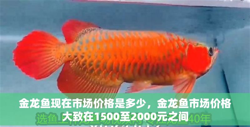 金龍魚現在市場價格是多少，金龍魚市場價格大致在1500至2000元之間