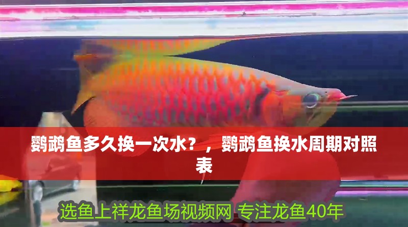 鸚鵡魚多久換一次水？，鸚鵡魚換水周期對照表