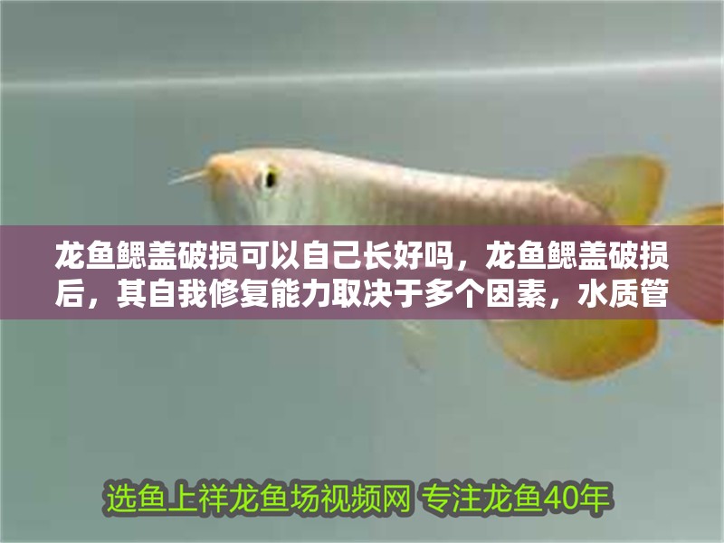 龍魚鰓蓋破損可以自己長好嗎，龍魚鰓蓋破損后，其自我修復(fù)能力取決于多個(gè)因素，水質(zhì)管理至關(guān)重要