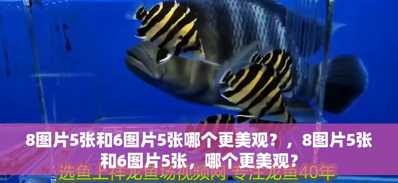 8圖片5張和6圖片5張哪個更美觀？，8圖片5張和6圖片5張，哪個更美觀？