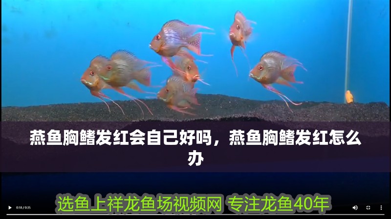 燕魚胸鰭發(fā)紅會自己好嗎，燕魚胸鰭發(fā)紅怎么辦