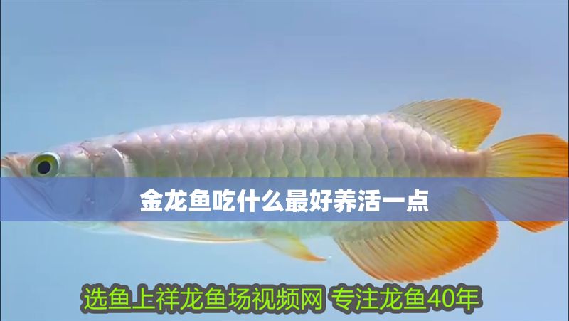 金龍魚吃什么最好養活一點