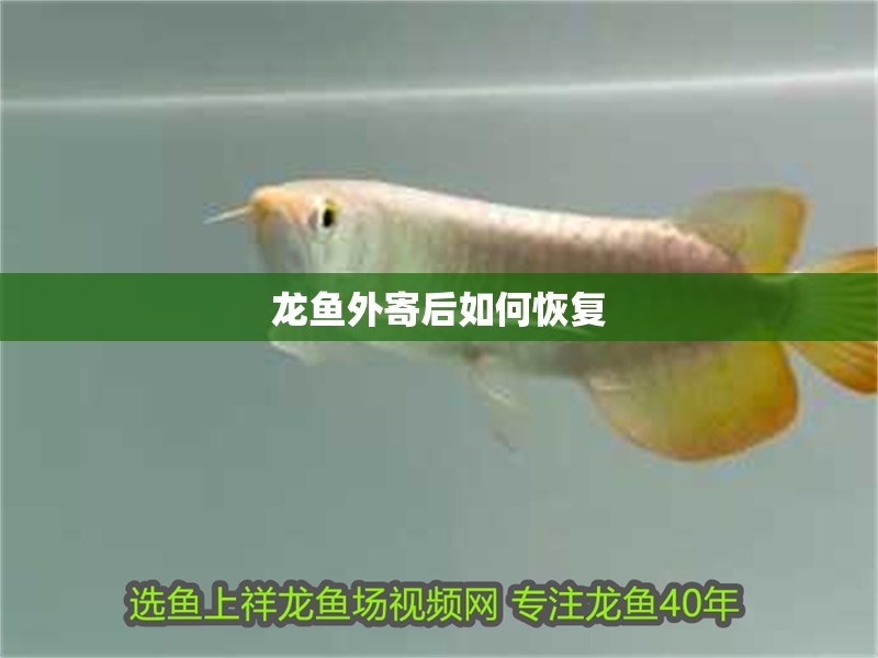 龍魚外寄后如何恢復