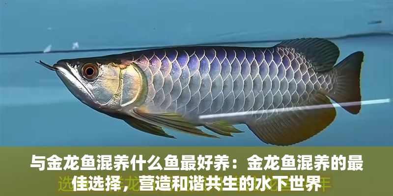 與金龍魚混養什么魚最好養：金龍魚混養的最佳選擇，營造和諧共生的水下世界